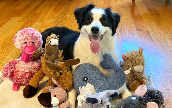 Some dogs can expand their vocabulary by eavesdropping on their owners